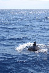 Delfin