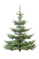 Tannenbaum