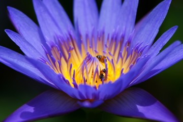 Bees in Lotus Flower