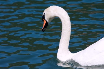 Fototapeta premium cigno