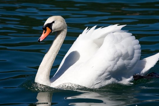 cigno