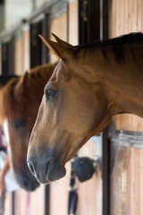 Fototapeta premium cavallo
