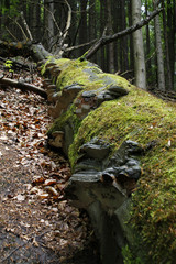 Pilzbesetzer Baumstamm