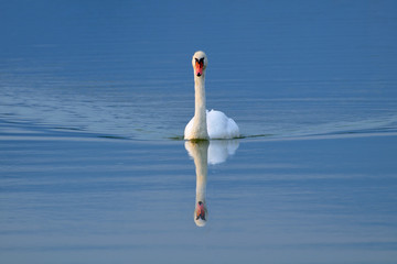 Swan swimming toward the camera after sunset