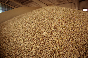 Seeds of soya