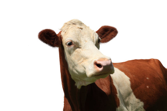 isolated cow - kuh freigestellt