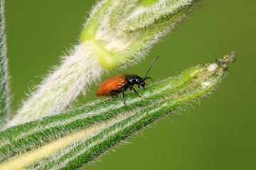a beetle on a green leaf