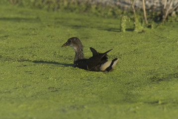 Gallinella d'acqua