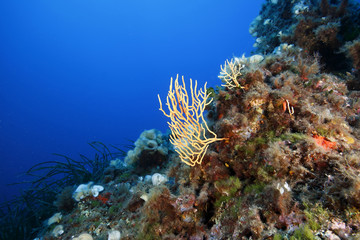 Naklejka na ściany i meble żółty akwarium gorgonian Morza Śródziemnego