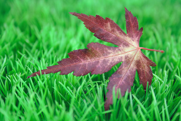 Fototapeta premium herbstblatt im rasen