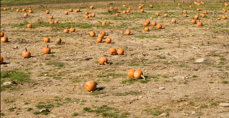 Pumpkin Field