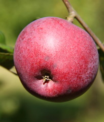 Pomme rouge