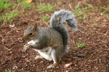 Naklejka na ściany i meble squirrel