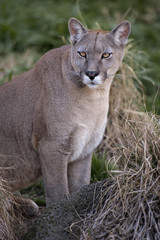 Cougar close-up - Puma concolor