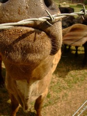 Vaca olfateando alambrado