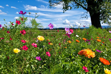 Bunte Landschaft