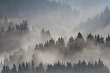 Küchenrückwand glas motiv Wald im Nebel immergrüne Bäume