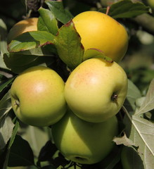 Pommes