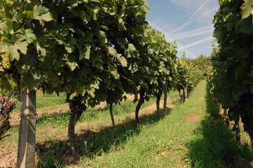 Fototapeta na wymiar In the vineyard