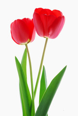 red tulips