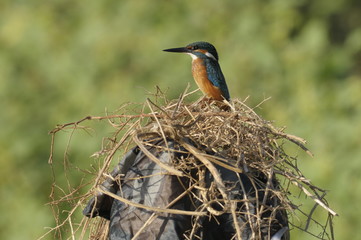 The Common Kingfisher (Alcedo atthis)