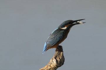 The Common Kingfisher (Alcedo atthis)
