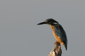 The Common Kingfisher (Alcedo atthis)