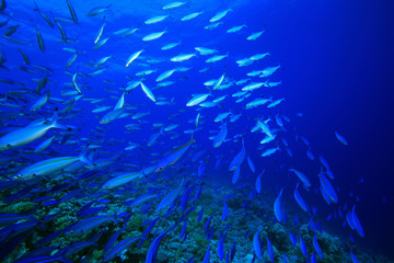 Fototapeta na wymiar Shoal of Fusilier Fish over a coral reef