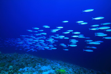Fototapeta na wymiar Shoal of Fusilier Fish over a coral reef