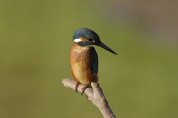 The Common Kingfisher (Alcedo atthis)