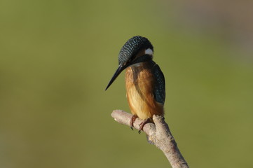 The Common Kingfisher (Alcedo atthis)
