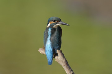 The Common Kingfisher (Alcedo atthis)