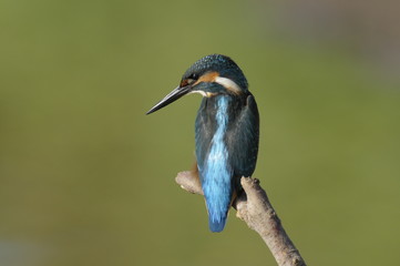 The Common Kingfisher (Alcedo atthis)