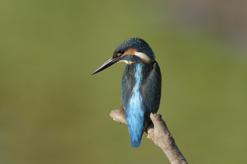 The Common Kingfisher (Alcedo atthis)