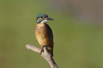 The Common Kingfisher (Alcedo atthis)