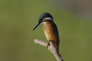 The Common Kingfisher (Alcedo atthis)