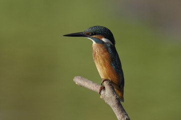 The Common Kingfisher (Alcedo atthis)
