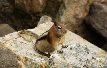 Eichhörnchen