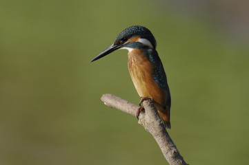 The Common Kingfisher (Alcedo atthis)
