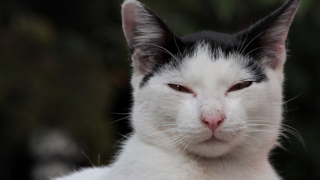 Short footage of staring cat