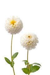Beautiful white dahlias