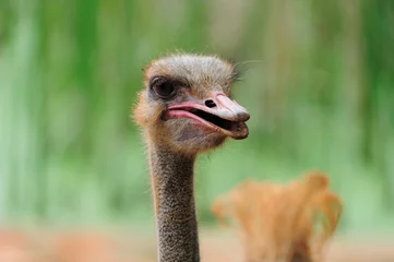 Crédence de cuisine en verre imprimé Autruche Ostrich