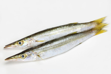 barracuda