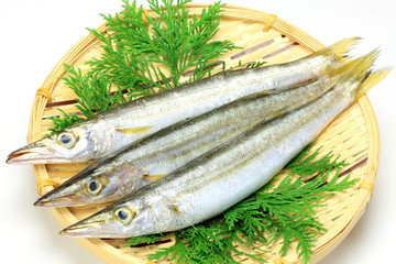 barracuda
