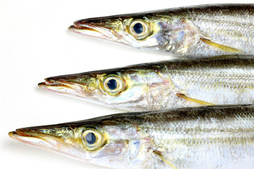 barracuda