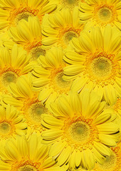 Obraz premium foliage