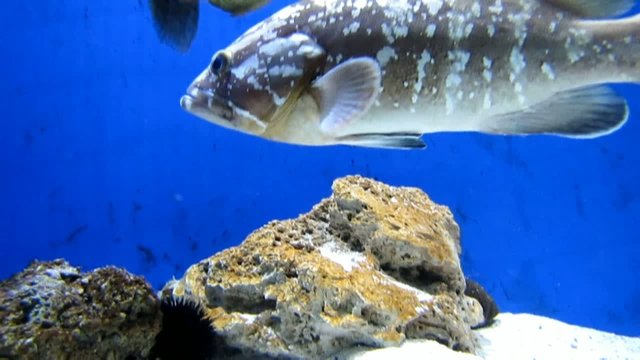Cernia in acquario