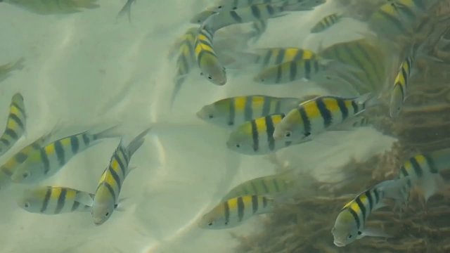 Fische im Meer