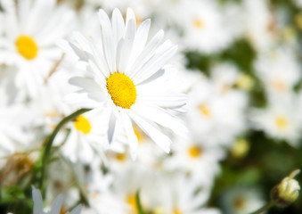 camomile flower flora white yellow