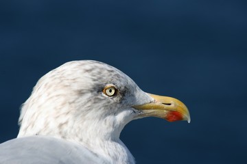 goeland